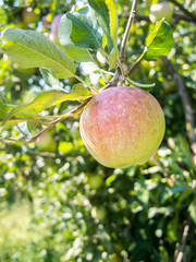 ripe apple hanging in the tree