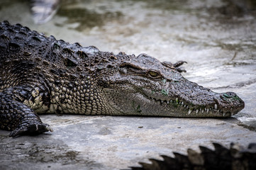 Portrait of freshwater Crocodile in a farm in Thailand, Phuket Crocodile farm, feeding the Crocodylus with raw chicken, it is one of the tourist attraction in Phuket