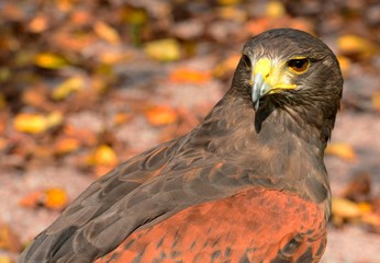 Wüstenbussard Greifvogel
