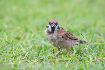 Red Sparrow bird on the grass looking for food early in the morning, thailand