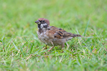 Red Sparrow bird on the grass looking for food early in the morning, thailand