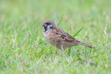 Red Sparrow bird on the grass looking for food early in the morning, thailand
