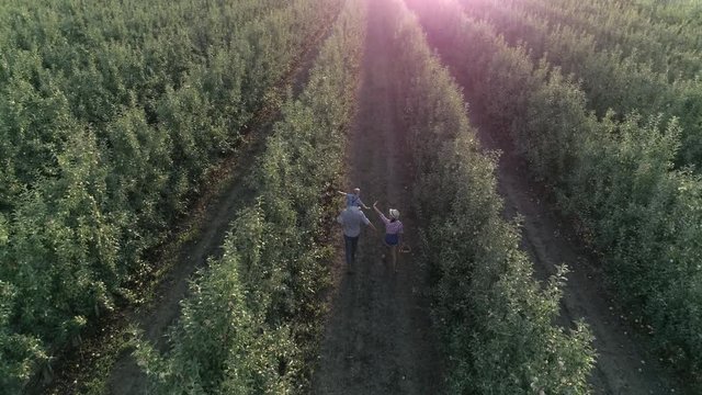 gardening, mother and father with little boy on shoulders walk between even rows of trees and harvest in apple orchard in aerial view
