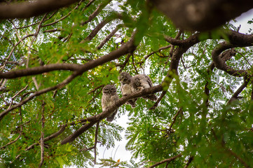 Spotted Owlet (Athene brama) living in a local park of Thailand, one of the smallest owl typically living in pair with other family members
