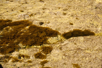 Underwater brown seaweed