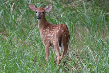 Curious fawn