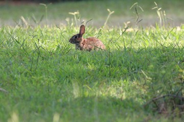 Obraz na płótnie Canvas Rabbit in the grass