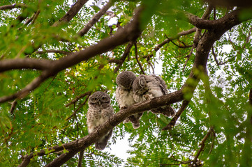 Spotted Owlet (Athene brama) living in a local park of Thailand, one of the smallest owl typically living in pair with other family members
