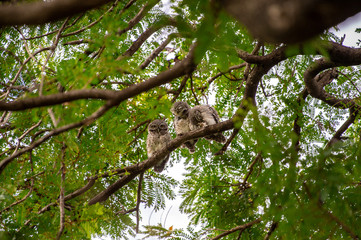 Spotted Owlet (Athene brama) living in a local park of Thailand, one of the smallest owl typically living in pair with other family members
