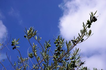A peaceful image of an olive tree branches and blue sky with a white clound on a background.