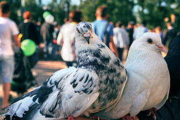 Festive pigeons sit on the hand