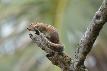 Indisches Palmenhörnchen Funambulus palmarum