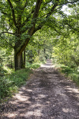 Straight dirt road in the woodlands south of Breda, The Netherlands