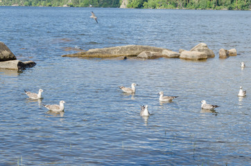 Large seagulls on the water.Birds and nature.