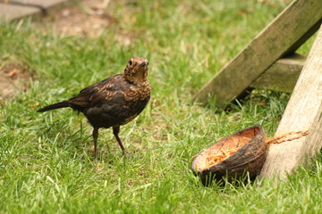 blackbird eating meal worms
