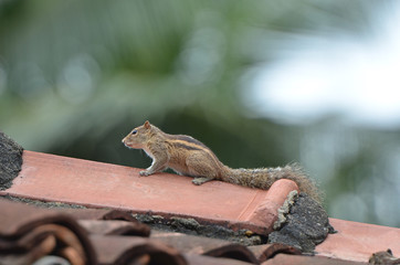 Indisches Palmenhörnchen Funambulus palmarum