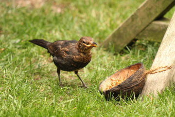 blackbird garden bird