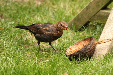 blackbird eating meal worms