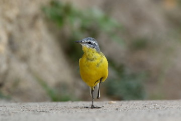 Yellow Wagtail