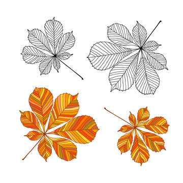 Set of chestnut leaves. Outline and colored version. Vector illustration, isolated on white