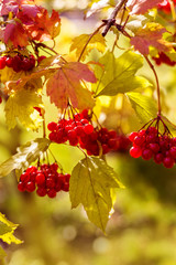A branch of red viburnum.