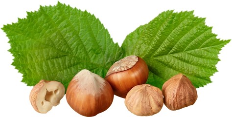 Hazelnuts Composition - Isolated