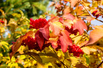 A branch of red viburnum.