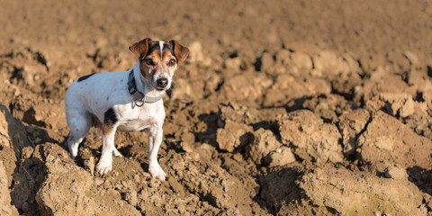 Jack Russell Terrier. Little dog proudly is standing with awake look in a field in autumn