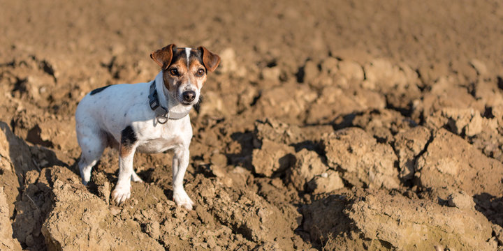 Jack Russell Terrier. Little dog proudly is standing with awake look in a field in autumn