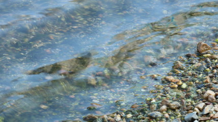 愛知 天白川 水面 川  夏 日中 水辺