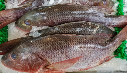 colorado snapper fresh and ready to prepare