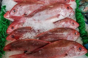 red snapper fish is fresh for your grill