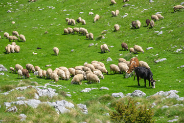 A herd of lambs and cows grazing on a green mountain mea