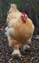 Determined Chicken