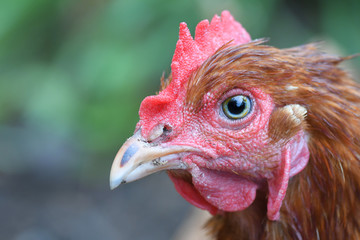 Macro Chicken