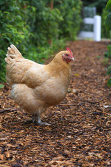 Farm Chicken
