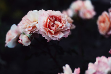 flowers background
