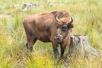 Portrait of European bison (Bison bonasus). Wisent.