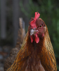 Angry Chicken