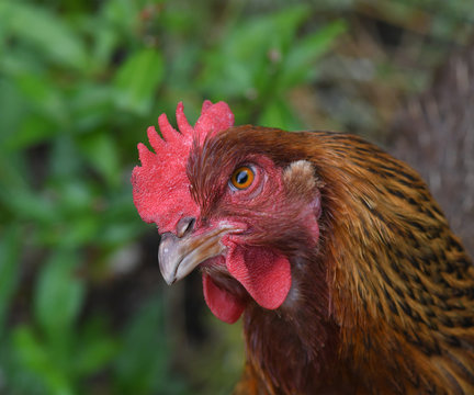 Inquisitive Chicken