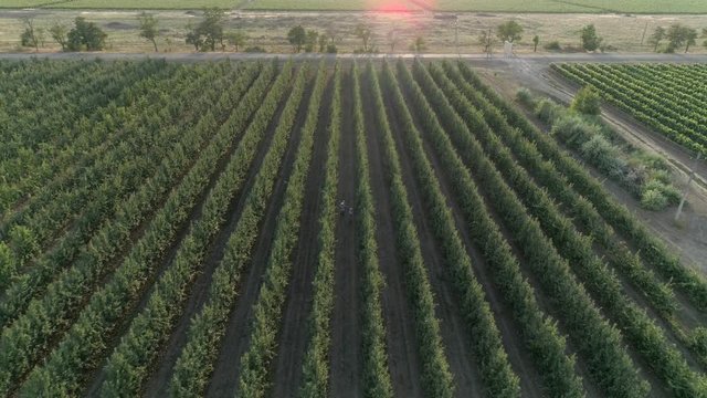 happy peasants walk between even rows of trees in garden at time of harvesting, aerial view