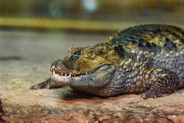 close-up portrait of a crocodile