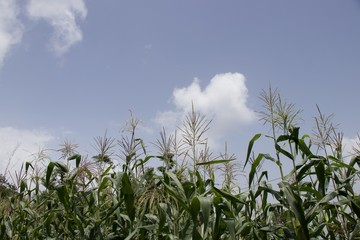 Fototapeta premium Corn Crop