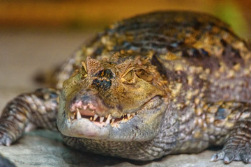 close-up portrait of a crocodile
