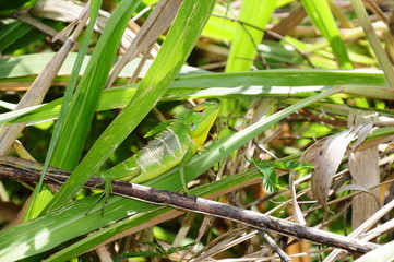 wild animal in sri lanka