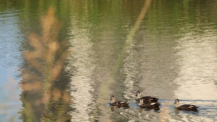 愛知 天白川 カモの親子 川 夏  日中 晴れ