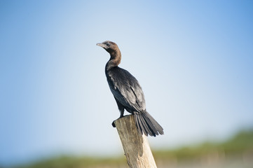 Cormorano nero su un palo