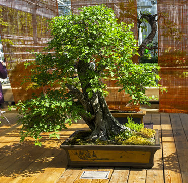 May-tree (Crataegus) - Bonsai in the style of "Straight and free".