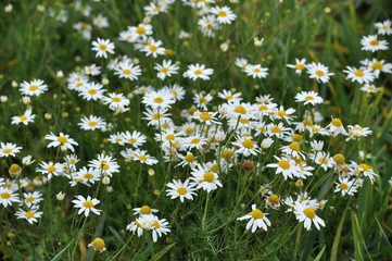 Flowers of camomile pharm