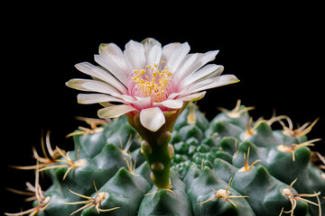 Blooming Cactus Flower Gymnocalycium Baldianum